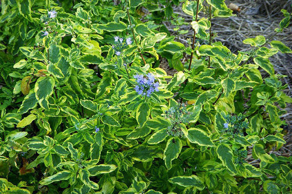 Cariopteris Clandonian variegated