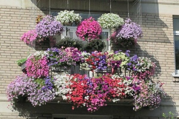 pétunias sur le balcon