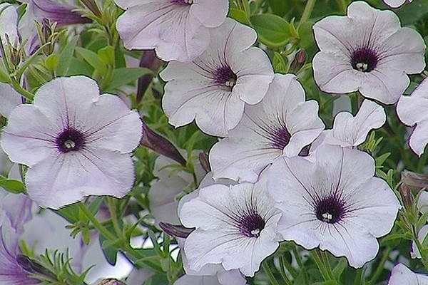 petunia typhoon