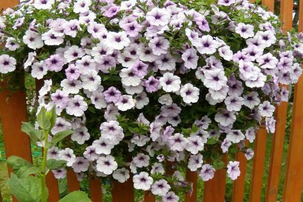 petunia typhoon