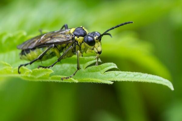 Gooseberry pests