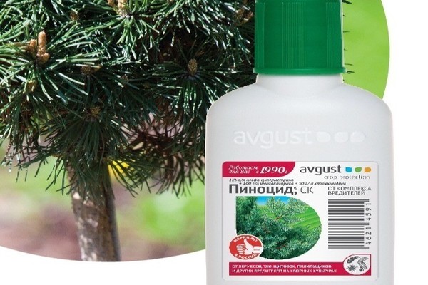 Coniferous plant care