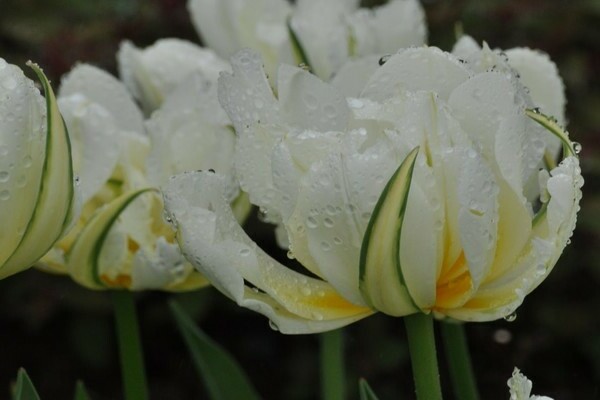 Peony tulip: varieties, description