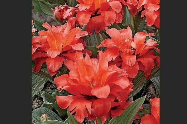 Peony tulip: varieties, description