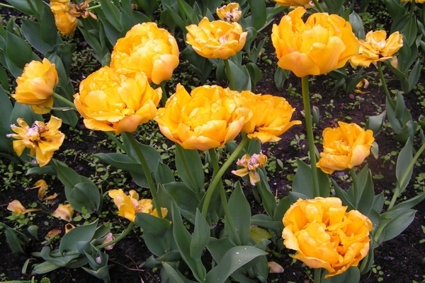 Peony tulip: varieties, description