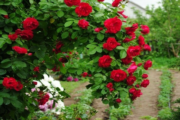 Roses: climbing roses