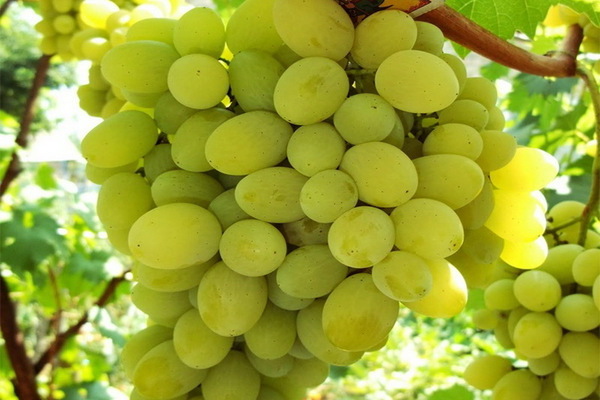 white grape varieties