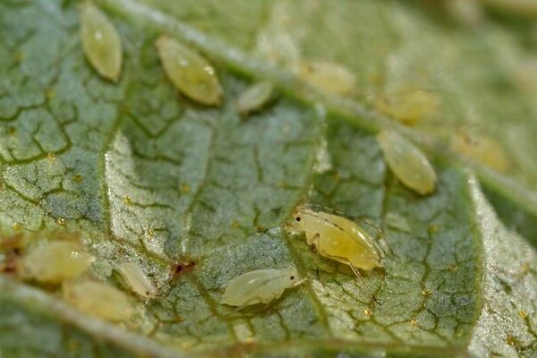 Gooseberry pests