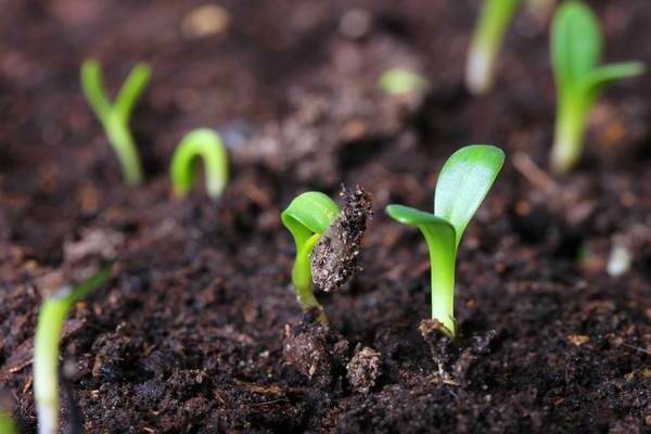 why did not the cucumber seeds sprout