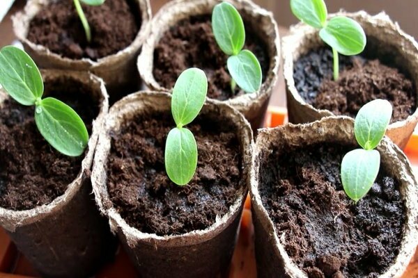 why cucumbers do not sprout in the open field