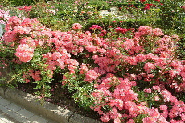 Bodendeckerrosen