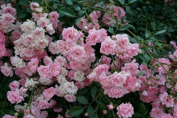 Ground cover roses