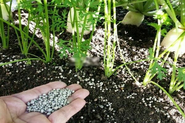 Top dressing of carrots in the open field: fertilization options