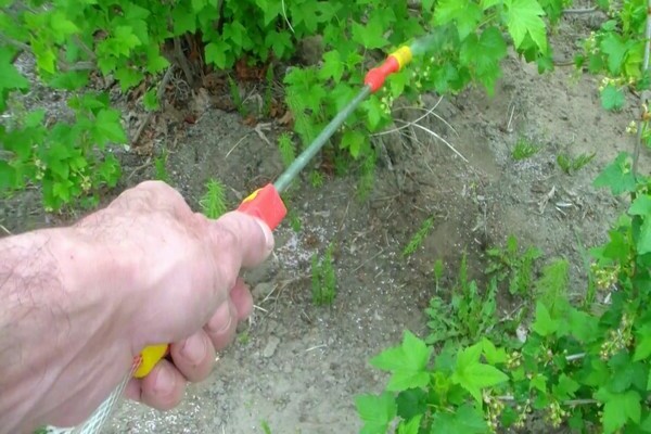 Top dressing of currants: foliar and root