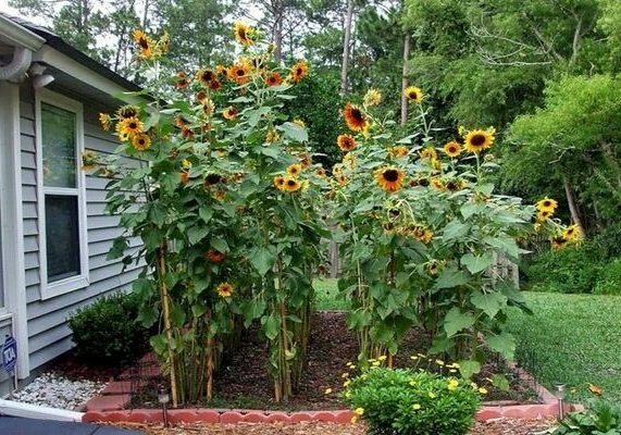 Sunflower sa dekorasyon sa hardin