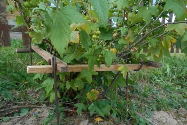 Currant garter