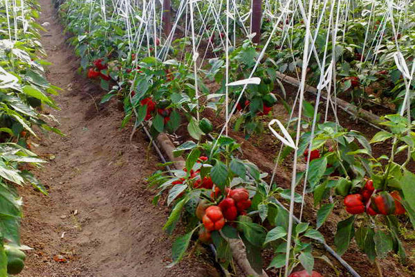 how to tie a pepper