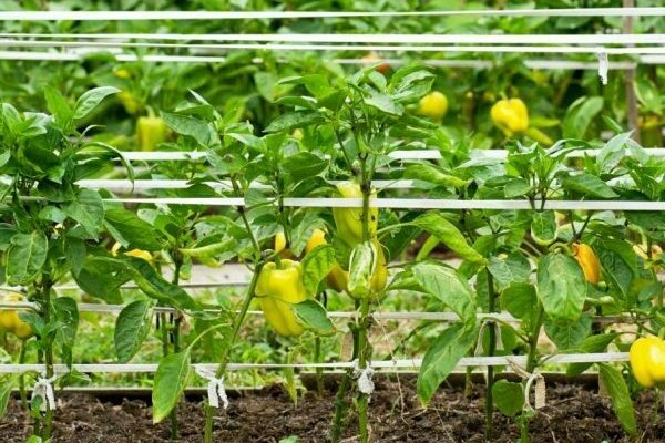 + wie man Paprika richtig bindet