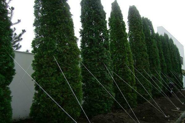 watering thuja in summer