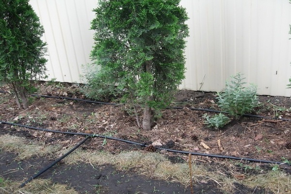 Thuja im Sommer gießen