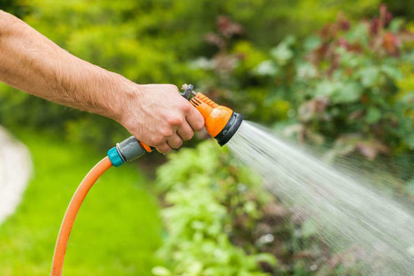 how many times to water the pumpkin in the open field