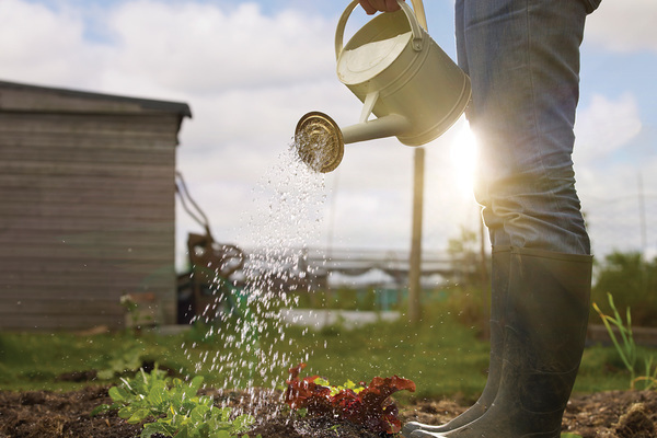 watering the pumpkin in the open field as often