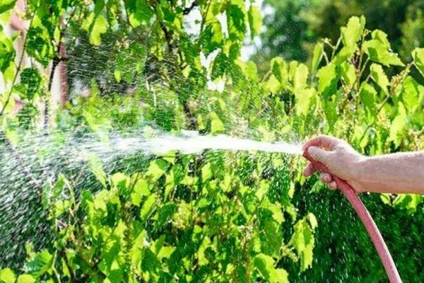 watering grapes