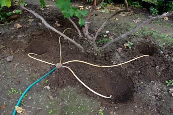 watering grapes