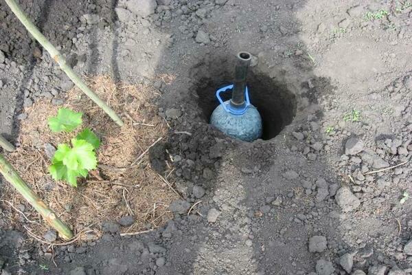 watering grapes