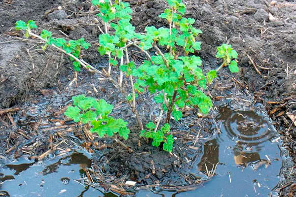 + Stachelbeeren im Sommer gießen