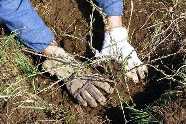 + wie oft die Stachelbeeren gegossen werden