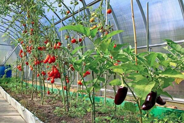 Mga kamatis at eggplants sa parehong greenhouse