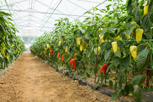 Tomatoes and eggplants in the same greenhouse