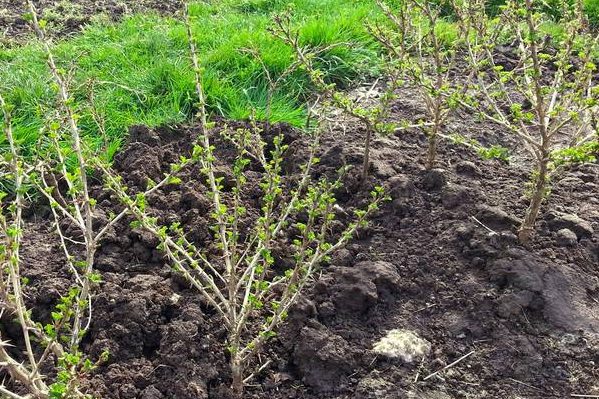 planting gooseberries