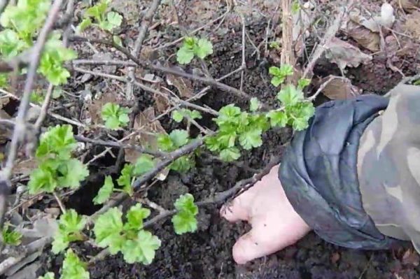 planting gooseberries