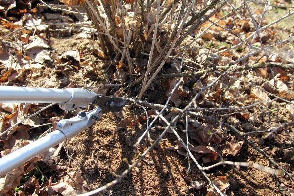 gooseberry pruning