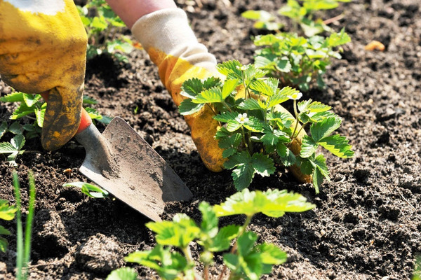 Erdbeeren im Freien pflanzen