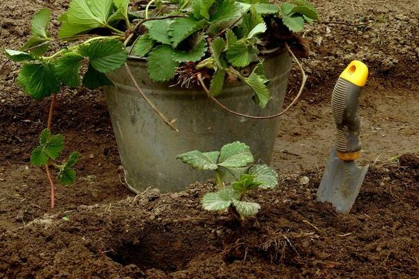 Planting strawberries