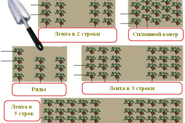 How to plant: scheme for planting strawberries in the open field