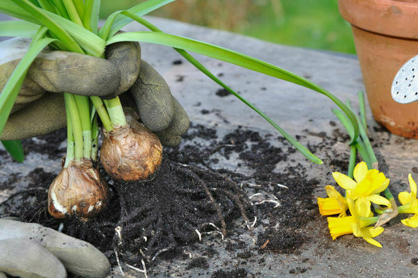 Planting daffodils