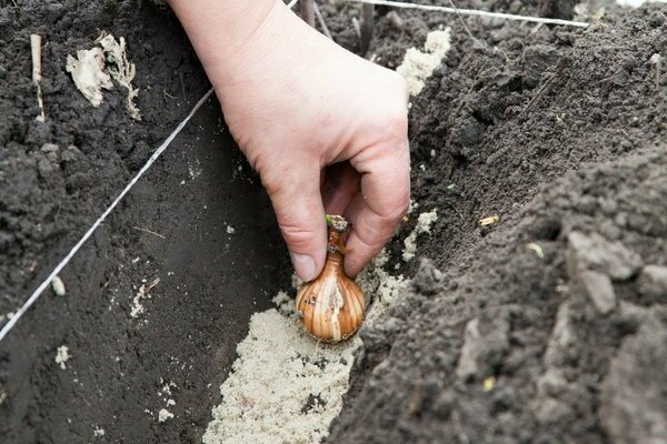 Planting daffodils