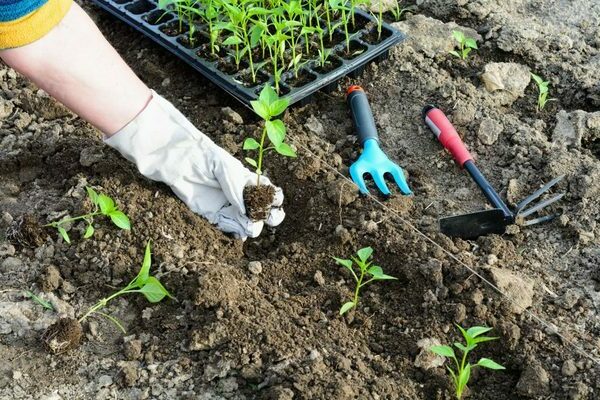 Pagtanim ng mga peppers sa bukas na lupa: kailan magtanim ng mga punla