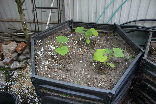 Planting a pumpkin in the ground on a compost heap