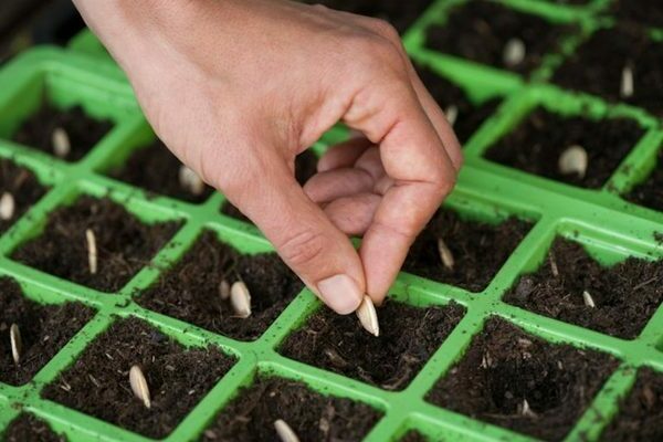 Planting a pumpkin in the ground on a compost heap