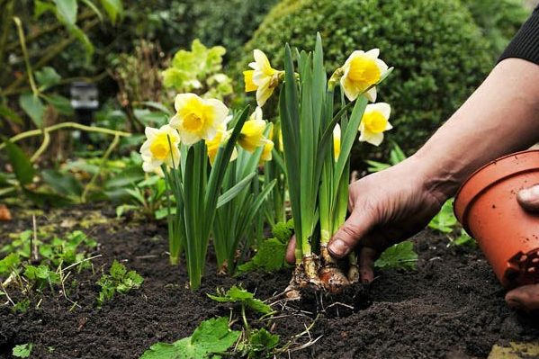 élevage de jonquilles