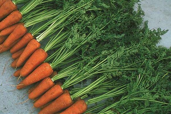 Shantane carrots