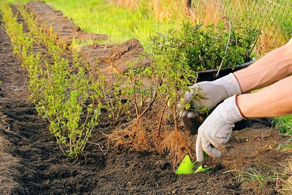 planting barberry