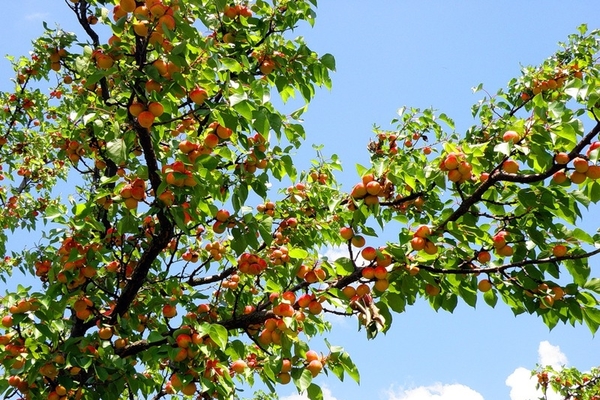 apricot na pulang-pisngi na paglalarawan ng pagkakaiba-iba