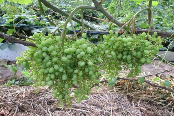 pea grapes