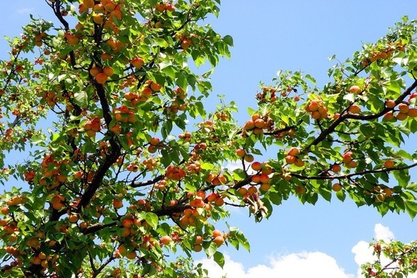 Apricot Dessert